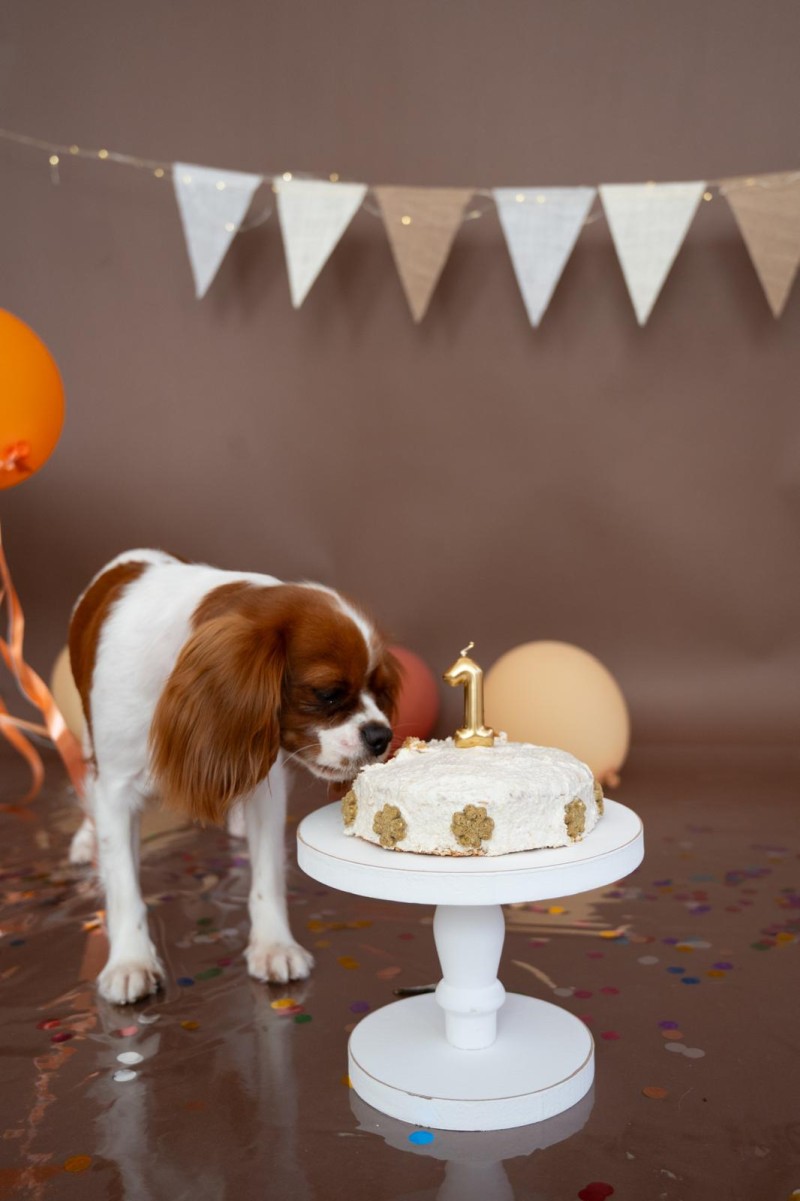 Dog photography